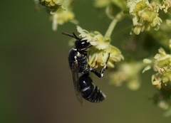Hylaeus signatus