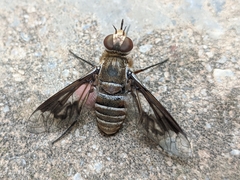 Exoprosopa rivularis