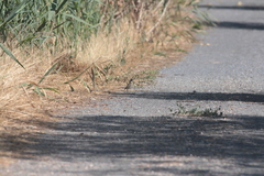 Oreoscoptes montanus