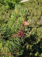 Pinus mugo