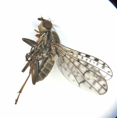 Pherbellia schoenherri