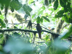 Trogon personatus