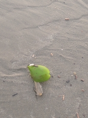 Avicennia schaueriana