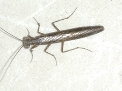 Perlamantis alliberti