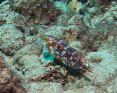 Oxycheilinus bimaculatus