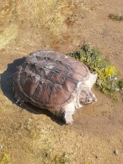 Chelydra serpentina