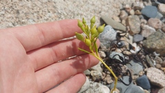 Cakile edentula edentula