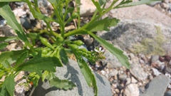 Cakile edentula edentula