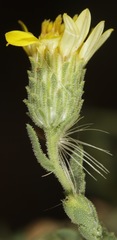 Xanthisma viscidum