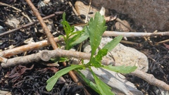 Cakile edentula edentula