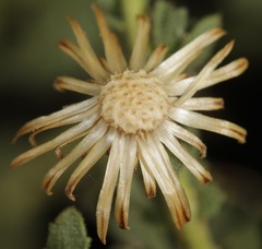 Xanthisma viscidum