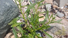 Cakile edentula edentula