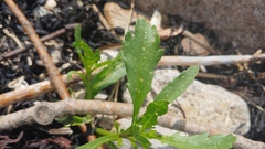 Cakile edentula edentula