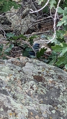 Aphelocoma woodhouseii