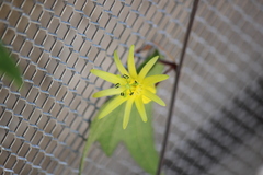 Passiflora citrina