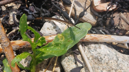 Phyllotreta chalybeipennis