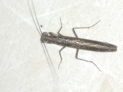 Perlamantis alliberti