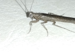 Perlamantis alliberti