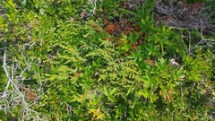 Juniperus communis depressa