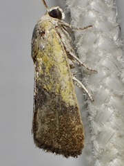 Ponometia bicolorata