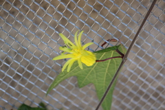Passiflora citrina