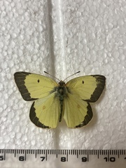 Colias philodice eriphyle