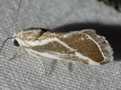 Ponometia alata