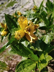 Gentiana punctata