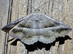 Lesmone griseipennis