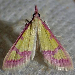 Choristostigma roseopennalis