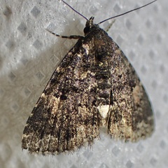 Metalectra miserulata