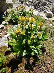 Gentiana punctata