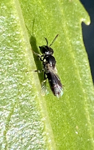 iNaturalist observation photo of Masked Bees