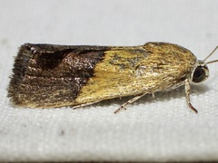 Ponometia bicolorata