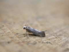 Swammerdamia pyrella