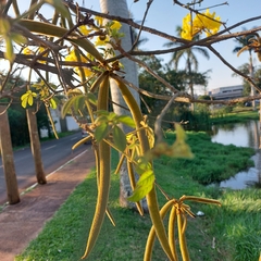 Handroanthus chrysotrichus