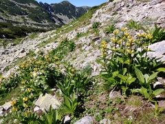 Gentiana punctata