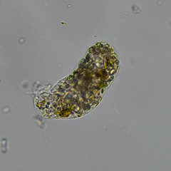 Pelomyxa