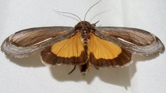 Gerrodes minatea