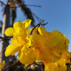 Handroanthus chrysotrichus