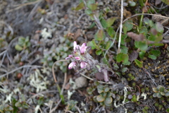 Pedicularis hirsuta