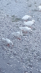 Anser anser domesticus