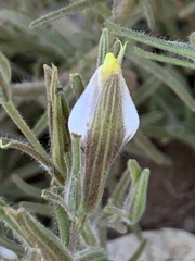 Cordylanthus pilosus