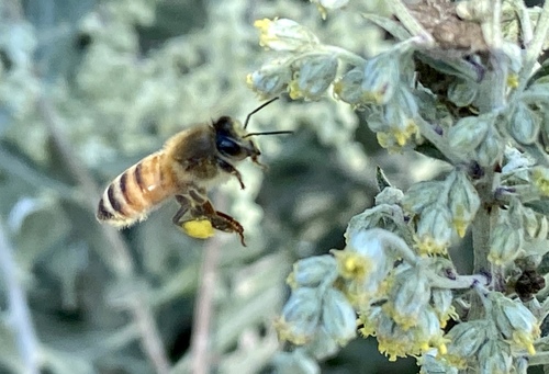 iNaturalist observation photo of Western Honey Bee