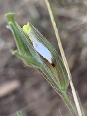 Cordylanthus pilosus