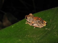 Pristimantis altamazonicus