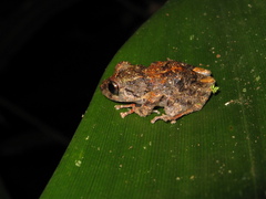 Pristimantis altamazonicus