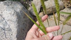 Elymus virginicus virginicus