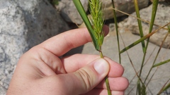 Elymus virginicus virginicus