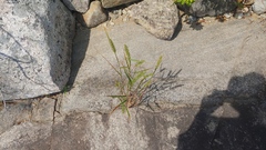 Elymus virginicus virginicus